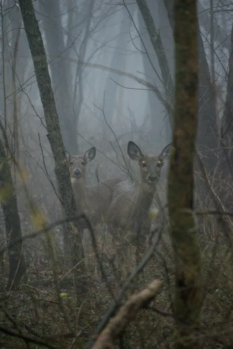 ITAP of some deer in the fog