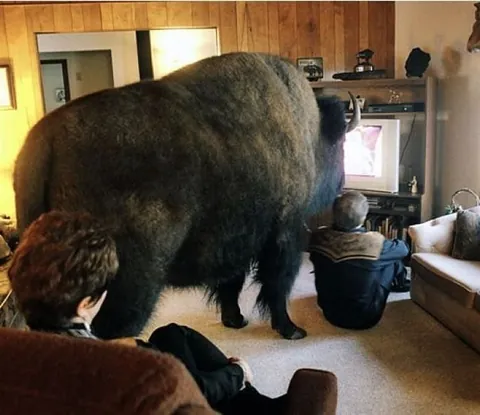 Jim Sautner, the Buffalo Whisperer was a Canadian rancher who raised a 2,000-pound bison named Bailey D. Buffalo like a family dog