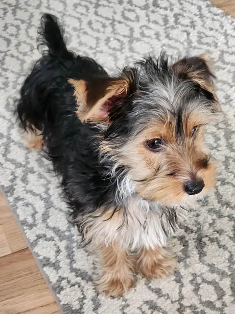 Found this guy at the shelter yesterday.