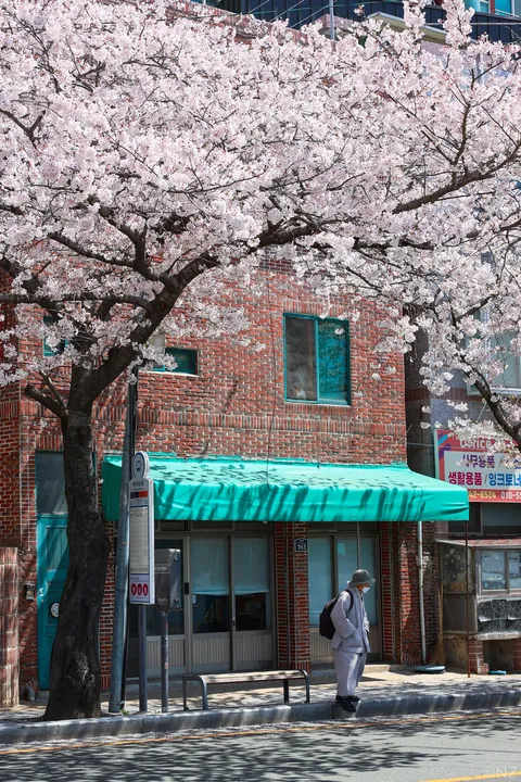 Sakura Busan April'25: A dream with cherry blossoms