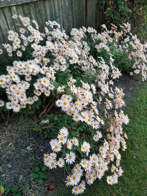 My last bloomer of the season, Sheffeild pink mums. Farewell to my 2024 gardens, I already miss you!