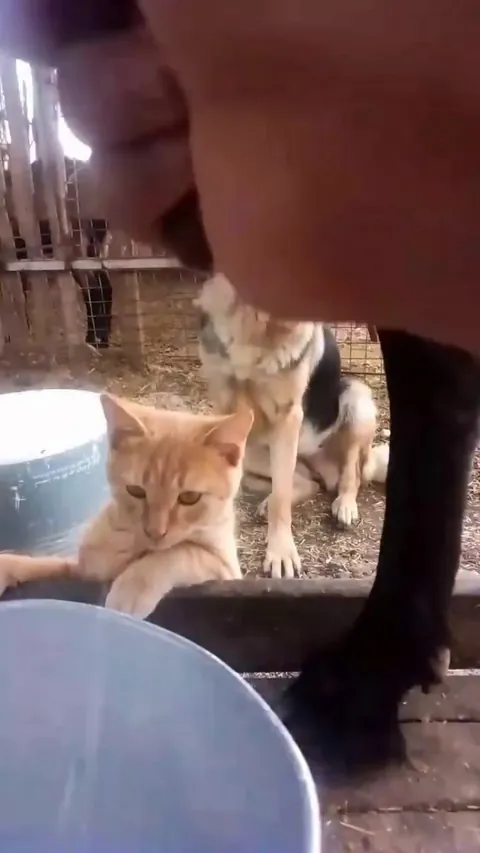 We got Milker's assistant