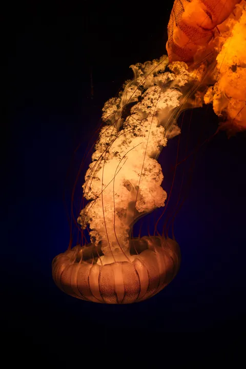 PsBattle: This upside down jellyfish