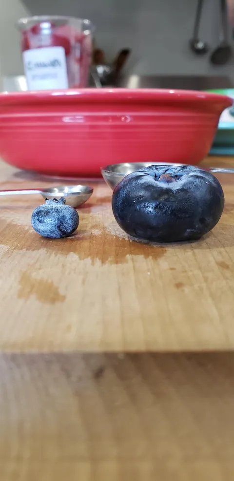 The biggest Blueberry I've ever seen. [Produce]
