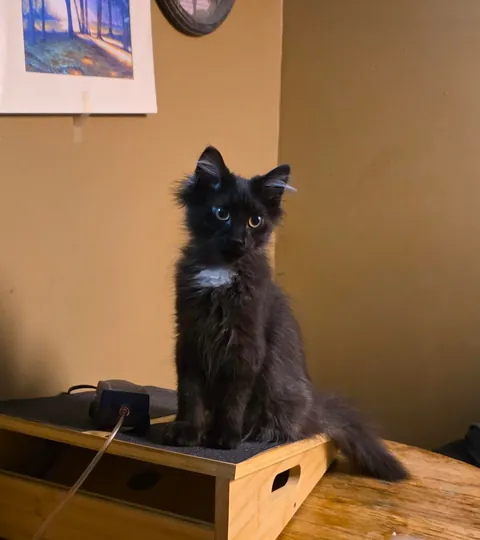 Scanning the room, searching for trouble 😂