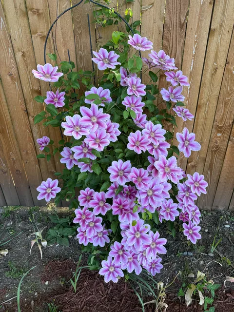 Clematis bloom from this spring