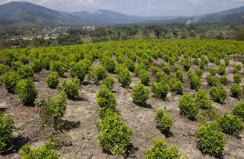 In 2016, trying to curb coca plant production in Colombia, a policy was introduced to pay farmers to switch from coca to legal crops. In order to qualify for the new program, farmers who had never grown coca before began to do so, and by 2018, Colombia's coca crops had nearly doubled.