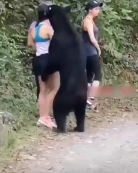 Insane bear encounter
