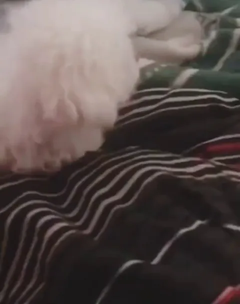 When your kitten thinks he's a dog ( Vol. Up)