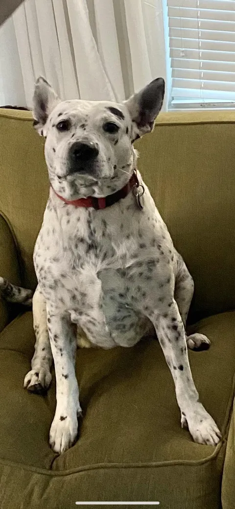 My Beautiful Pitbull, Blue Heeler, Chow Chow mix; Sadie! My special, sweet soul dog. Everyone needs to see her ❤️❤️❤️