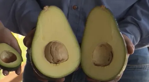 BIGGEST AVOCADO EVER!!!