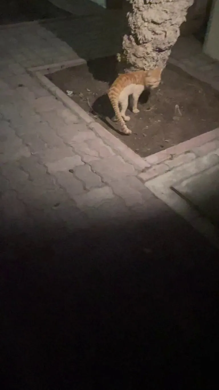 Who grooms their cat like this? 🤦🏻‍♀️