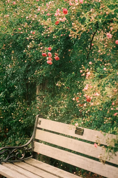 Rose Season in New England 🥀🌹