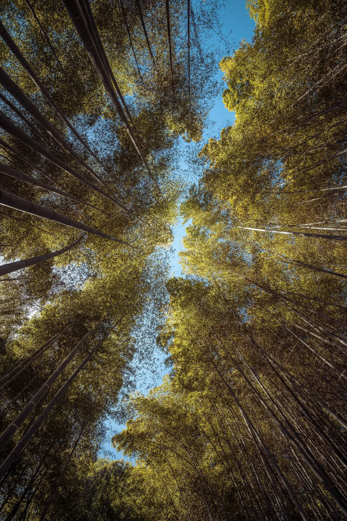 An incredible two weeks in Japan!