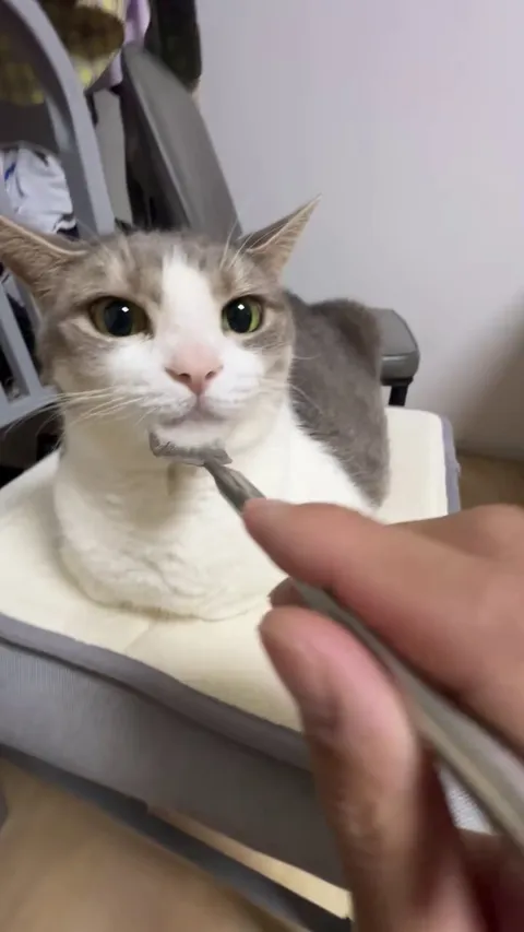 This cat enjoys fork scratches more than pets
