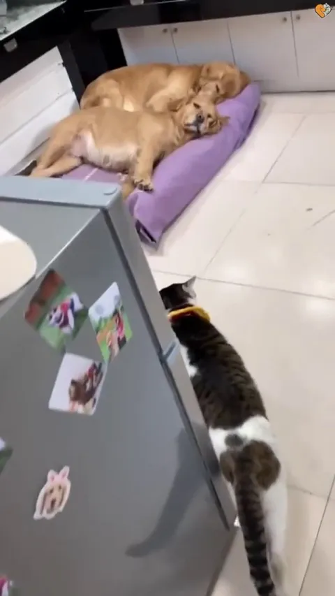 They sleep like this every night