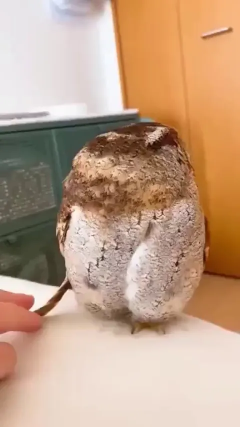 The fierce owl