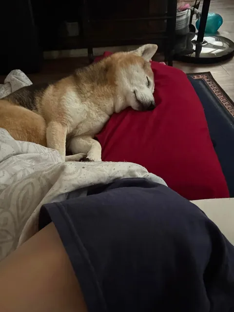 Sleeping over at my best friend's house and woke up to these cuties in my bed 😍