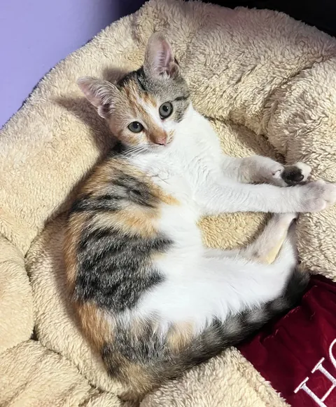 I lost my soul cat at just one year old, and I don’t know how to live with this pain