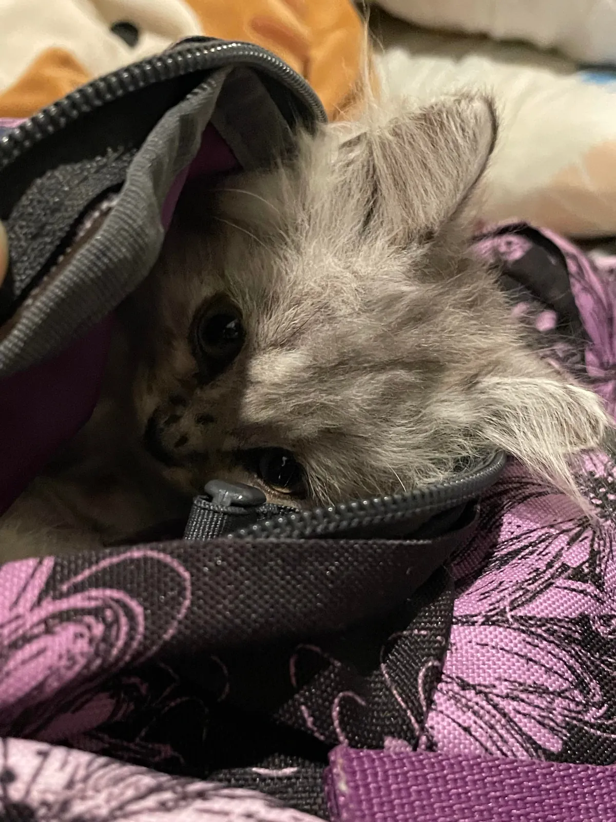 I was scared when I couldn’t find him, turns out he just went inside my bag😂 istg he’s so cute!