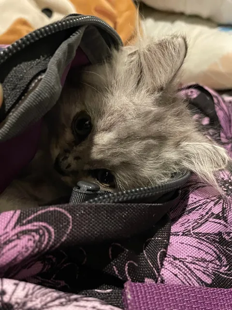 I was scared when I couldn’t find him, turns out he just went inside my bag😂 istg he’s so cute!