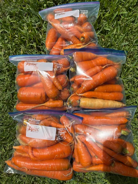Harvested the rest of the carrot bed with the kids today 🥕