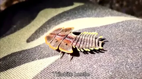 🔥A Trilobite Beetle (Platerodrilus) named for its armored appearance. 