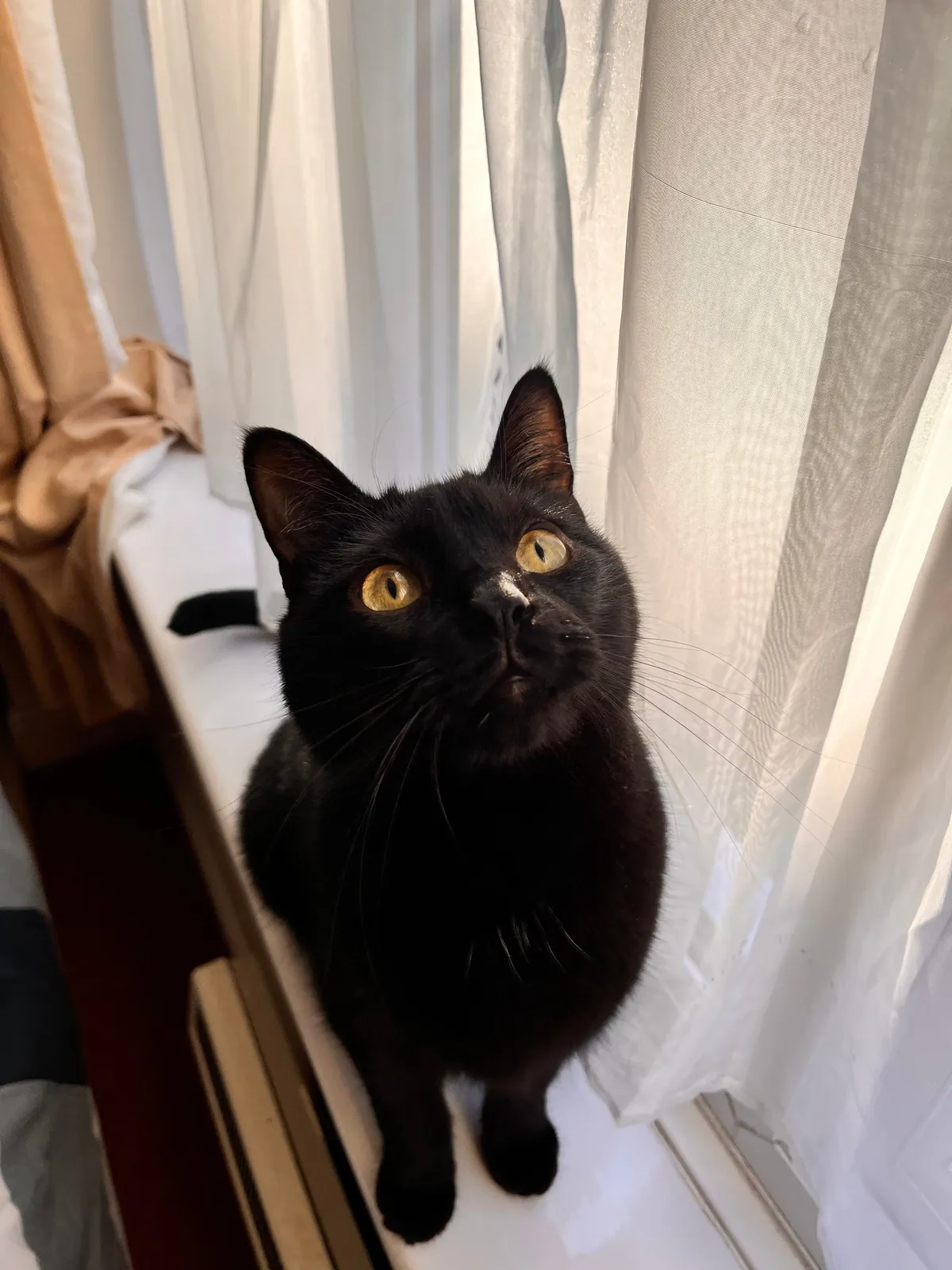 2 months today since my void was rescued from a fire in my apartment