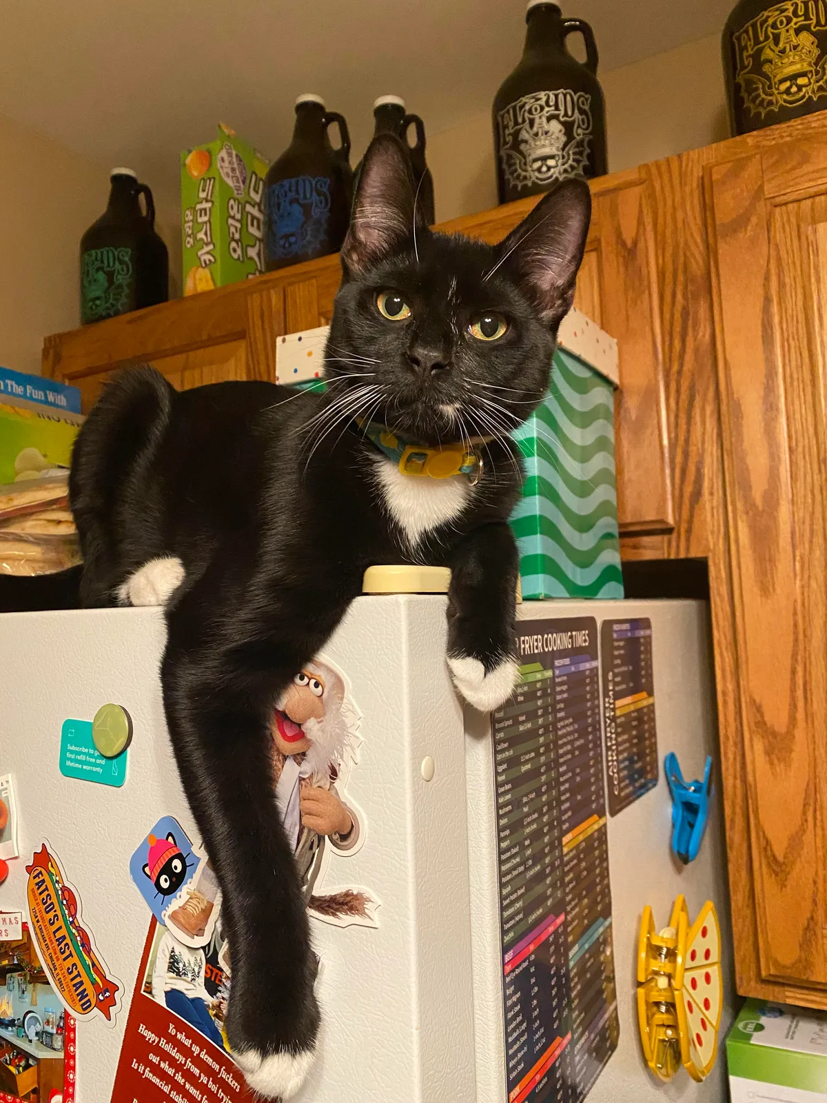 My sweet 8 month old Jiji passed away of cardiac arrest during a neuter. Give him some love please.