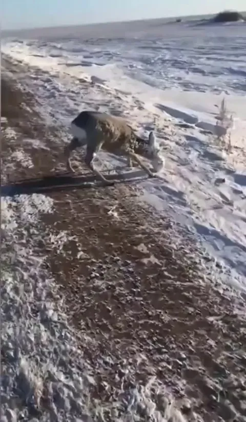 Two hikers helping a deer with its mouth,eyes &amp; ears completely frozen over due to the extreme cold weather