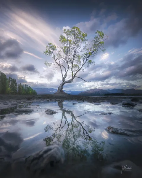 That one Wanaka tree in New Zealand [OC][1920x1536]