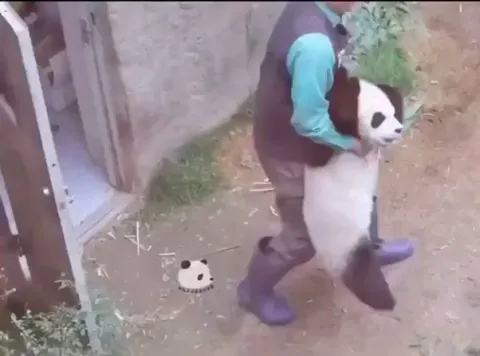 Li'l Panda Throws a Tantrum