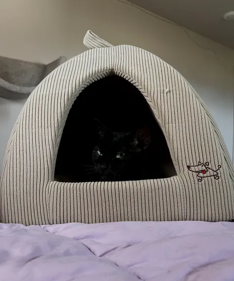 I rudely tried to move the bed while she was sleeping bc I didn't see her in there