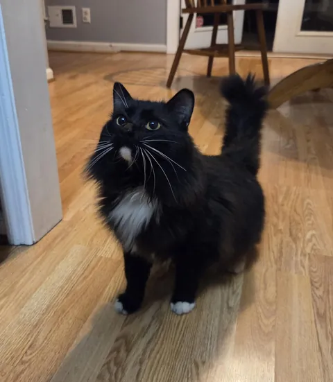 Our New House Came With A Cat 🙃