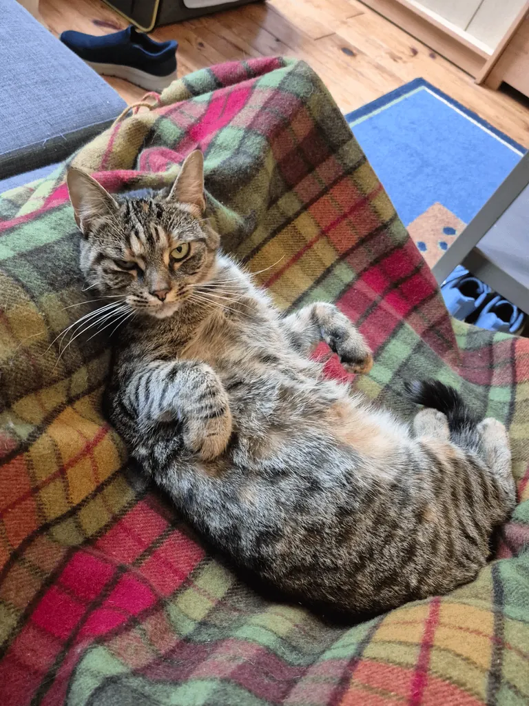 What are you waiting for, human! This belly is not gonna rub itself!