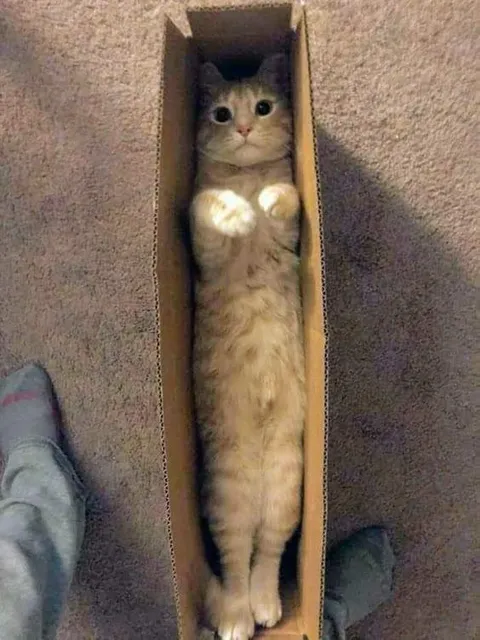 When you order a cat online and it comes in perfect packaging.