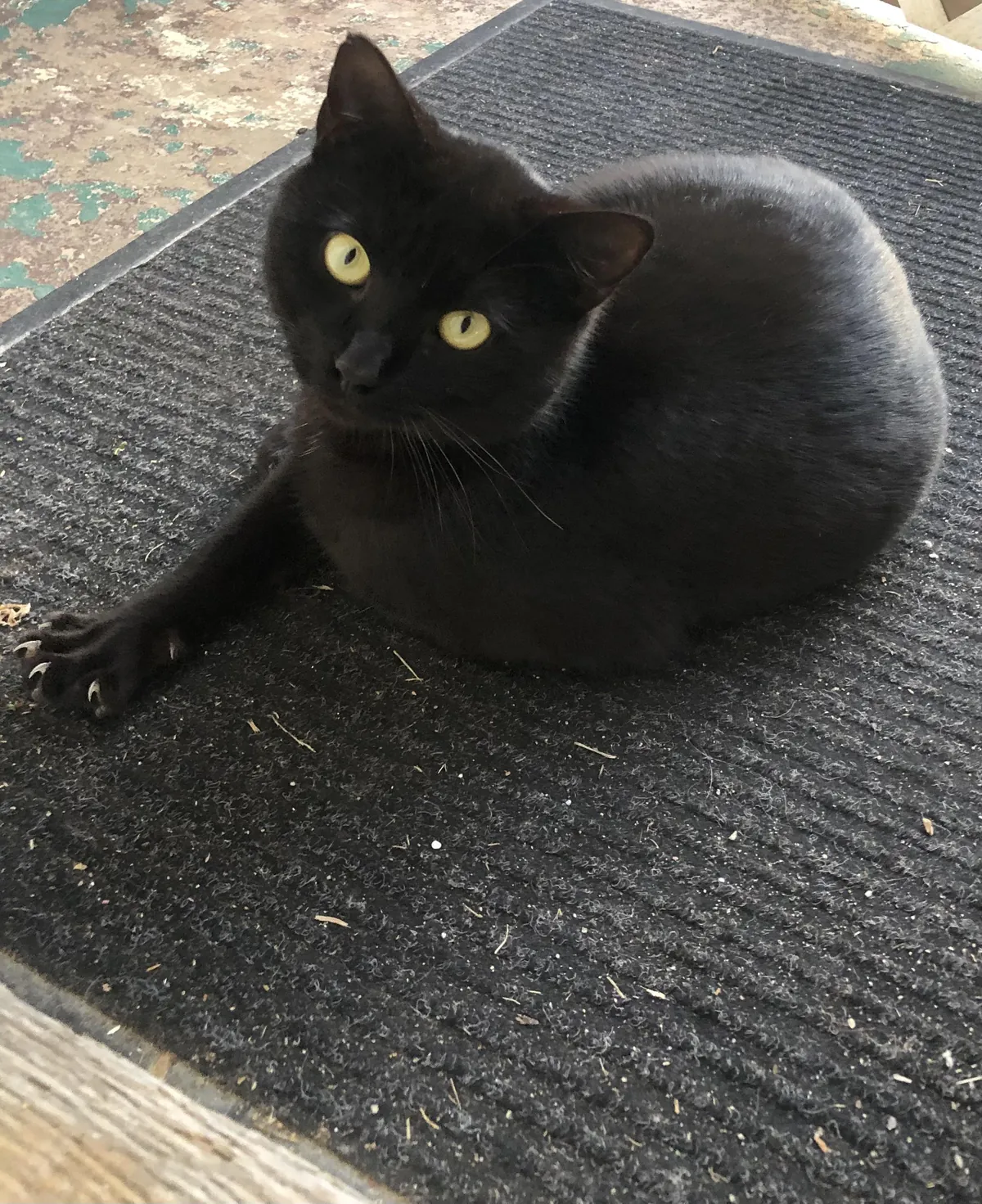 He’s came from nowhere and has been outside my door for about 6 months now. Still refuses to come inside. Reeeally hates being inside. Need help with a name that fits him.