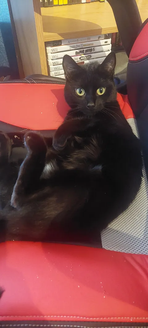 I just lost my cat. She was only 1 year old