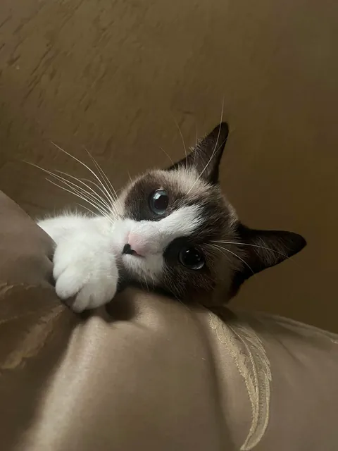 I did my cat in Minecraft !!!