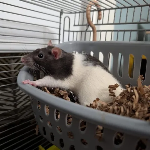 Holly was brought to a Christmas party as a white elephant gift