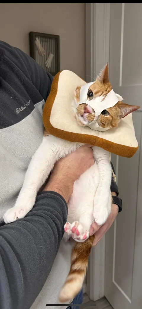 My Cat Broke His Jaw, Now He Looks Like Bane