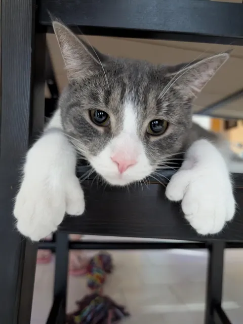 My little guy Thumb showing off his mittens