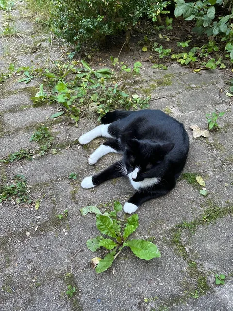 She brought in a live mouse and LOST IT!