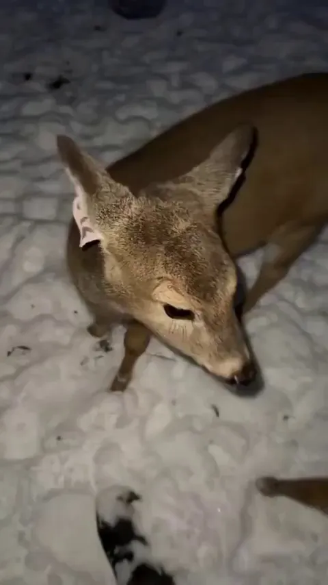 The goodest girl ever..🦌😍❤️