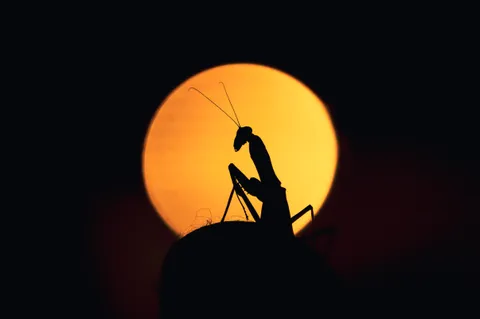 ITAP of a praying mantis in my backyard