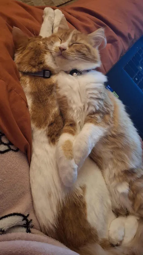 My wife sent me this photo of our cats.