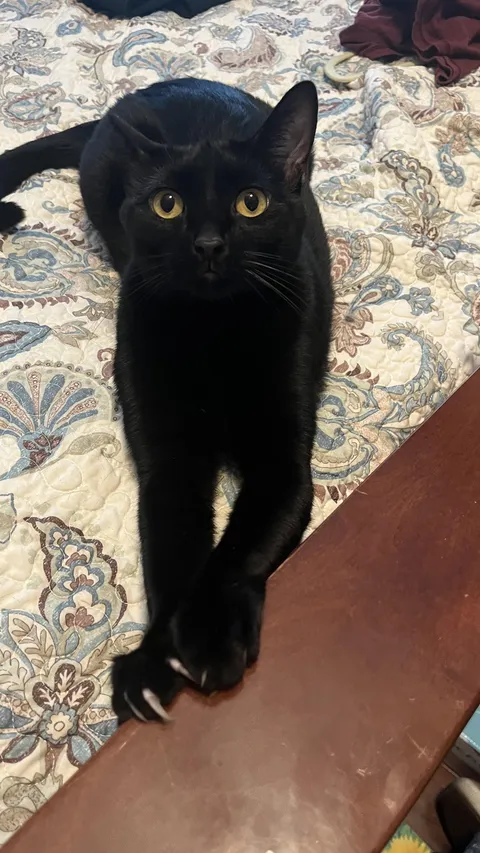 This is Salem, she thinks she is a panther.