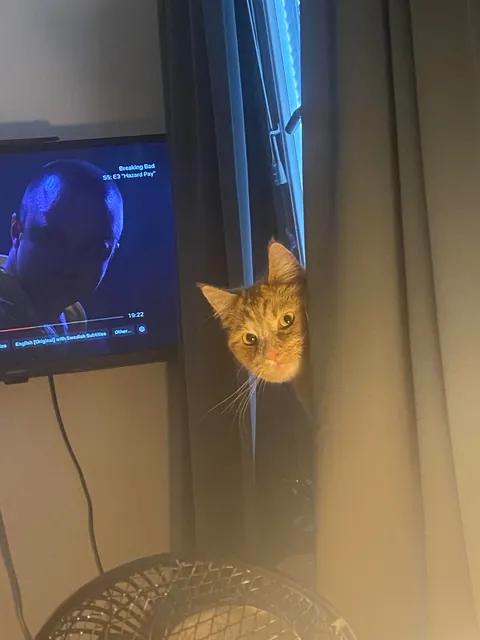 I think everyone should see my cat atleast once in their lifetime