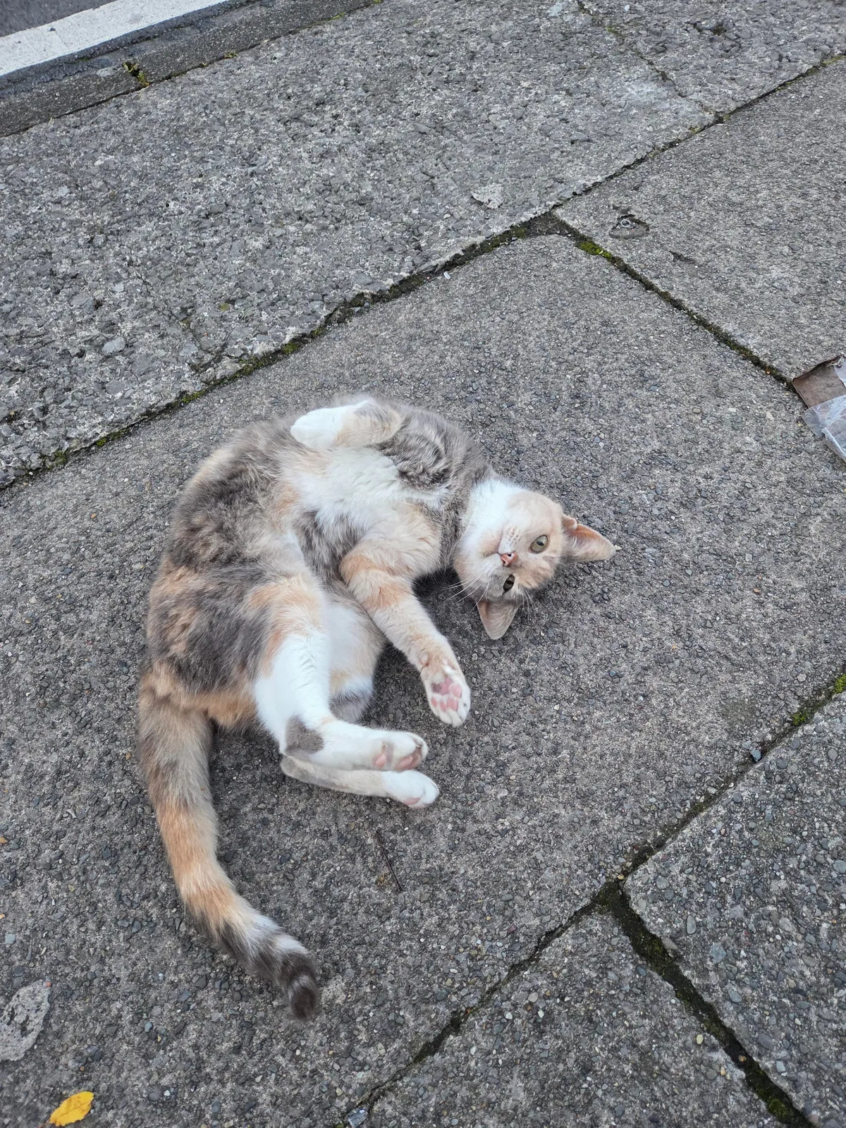 saw this beautiful lady on my way home from work 💖