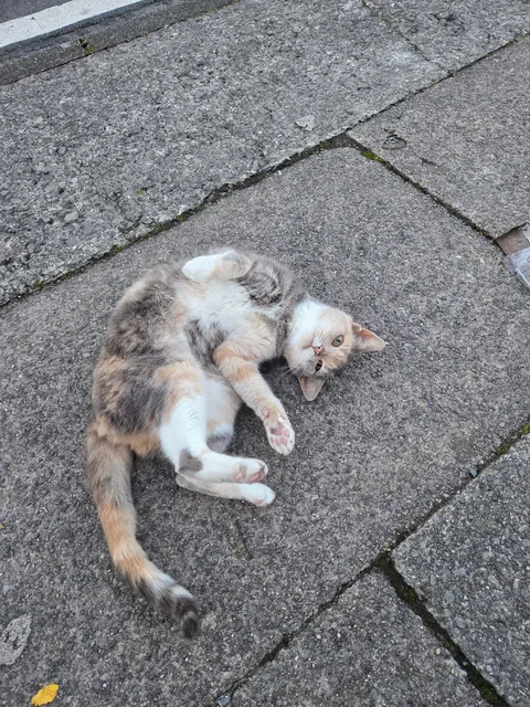 saw this beautiful lady on my way home from work 💖